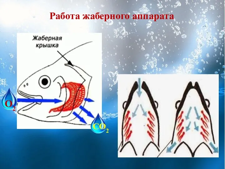 Работа жаберного аппарата О2 СО2