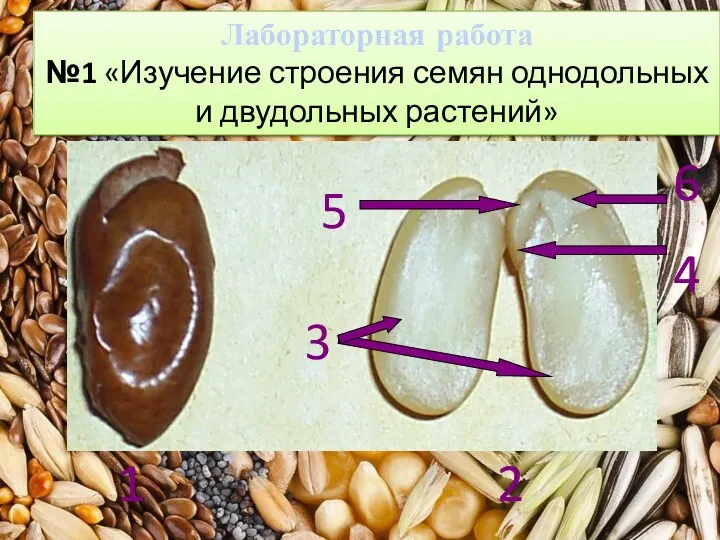 2 5 3 6 4 1 Лабораторная работа №1 «Изучение строения семян однодольных и двудольных растений»