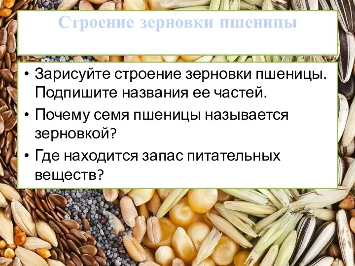 Строение зерновки пшеницы Зарисуйте строение зерновки пшеницы. Подпишите названия ее