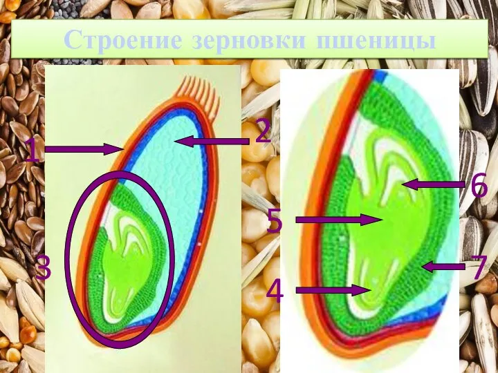 1 2 3 4 5 7 6 Строение зерновки пшеницы