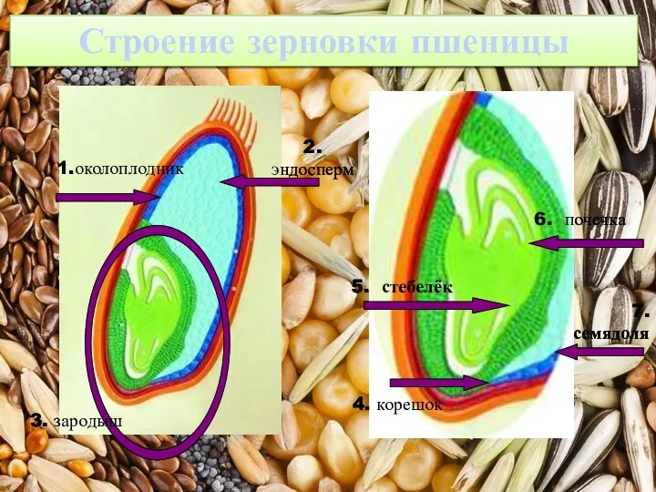 1.околоплодник 2. эндосперм 3. зародыш 5. стебелёк 4. корешок 6. почечка 7. семядоля Строение зерновки пшеницы