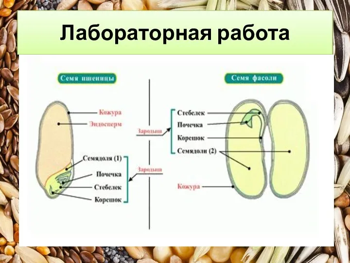 Лабораторная работа