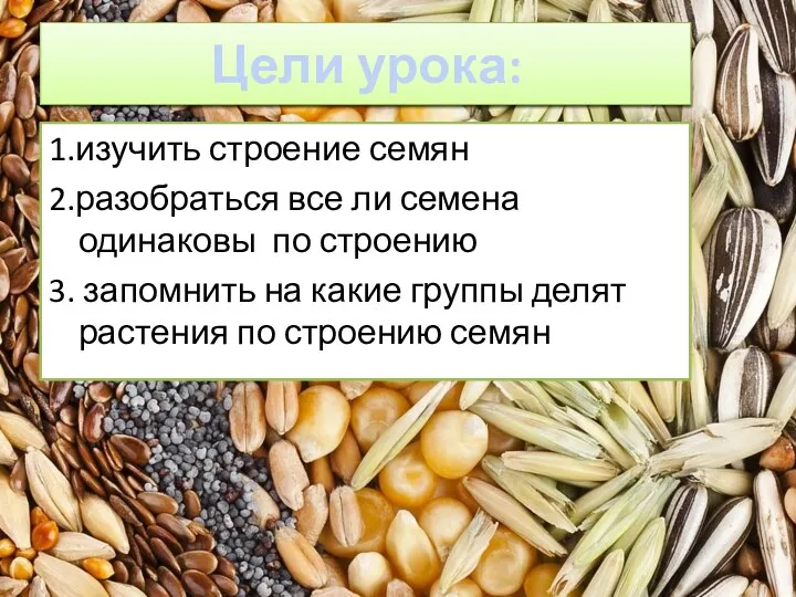 Цели урока: 1.изучить строение семян 2.разобраться все ли семена одинаковы