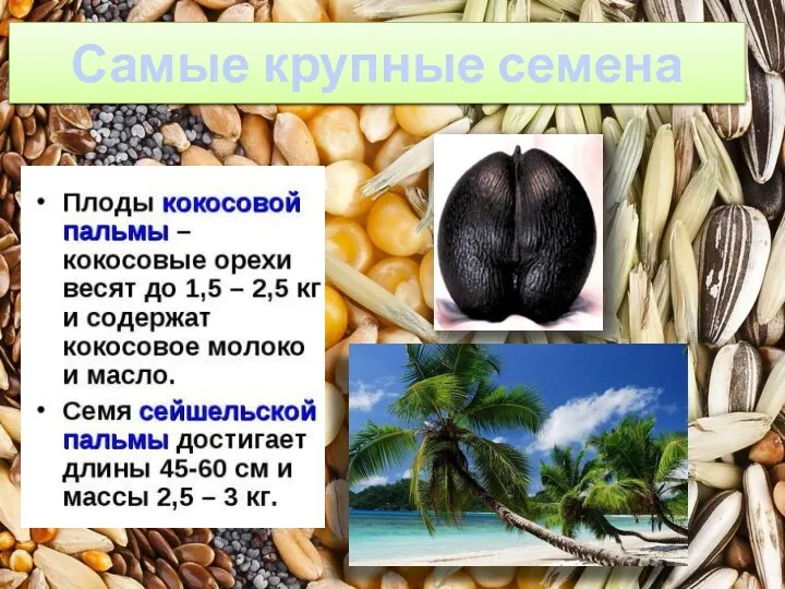 Самые крупные семена