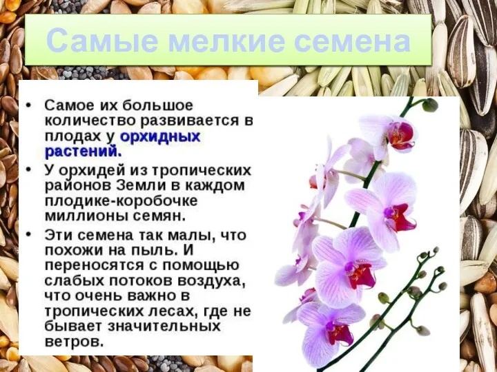 Самые мелкие семена