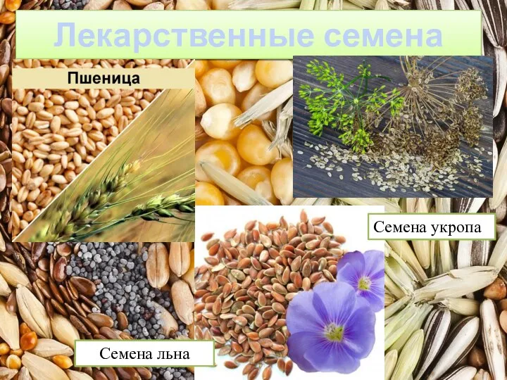 Лекарственные семена Семена льна Семена укропа