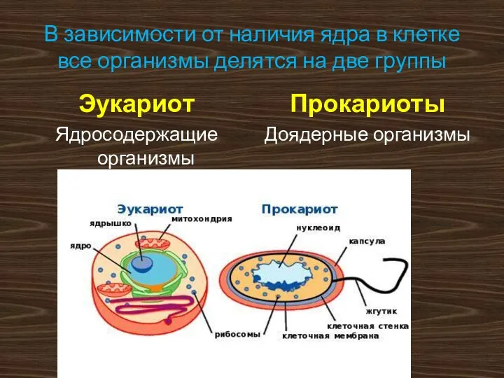 В зависимости от наличия ядра в клетке все организмы делятся