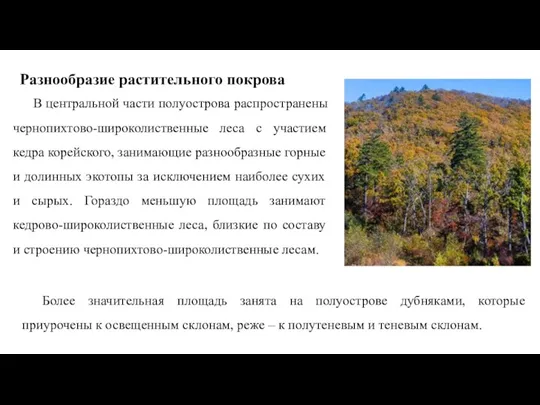 Разнообразие растительного покрова В центральной части полуострова распространены чернопихтово-широколиственные леса