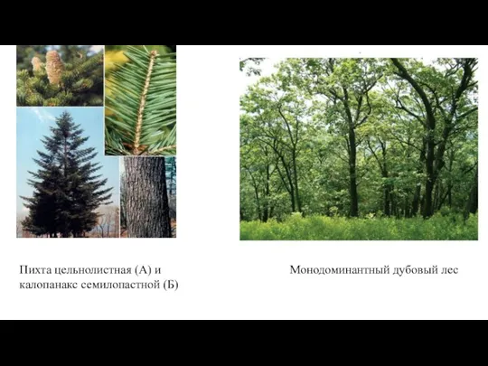 Пихта цельнолистная (А) и калопанакс семилопастной (Б) Монодоминантный дубовый лес
