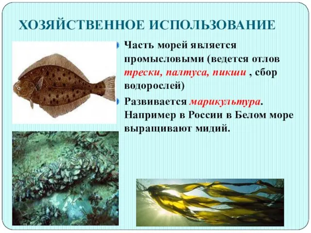 ХОЗЯЙСТВЕННОЕ ИСПОЛЬЗОВАНИЕ Часть морей является промысловыми (ведется отлов трески, палтуса, пикши , сбор