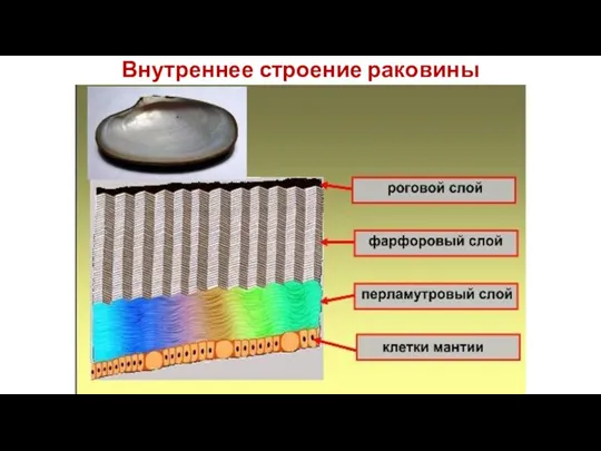 Внутреннее строение раковины