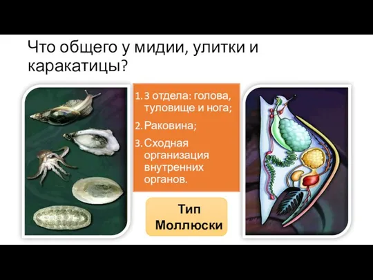 Что общего у мидии, улитки и каракатицы? 3 отдела: голова,