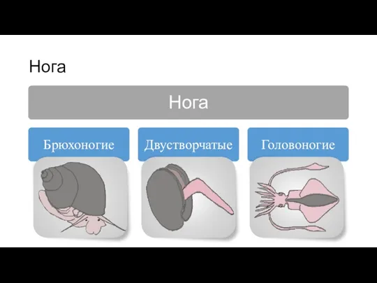 Нога