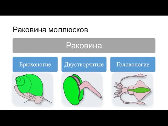 Раковина моллюсков