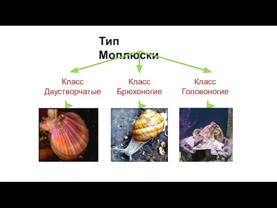 Тип Моллюски Класс Двустворчатые Класс Головоногие Класс Брюхоногие