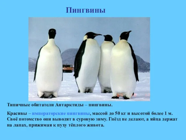 Пингвины Типичные обитатели Антарктиды – пингвины. Красивы – императорские пингвины, массой до 50