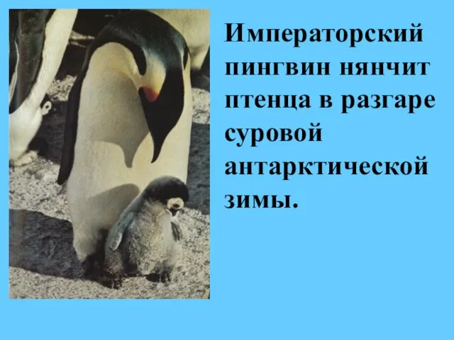 Императорский пингвин нянчит птенца в разгаре суровой антарктической зимы.