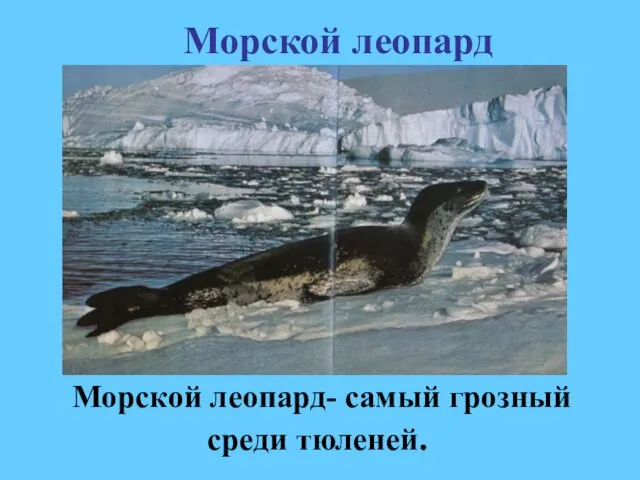 Морской леопард Морской леопард- самый грозный среди тюленей.