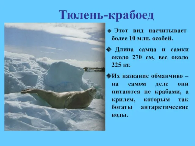 Тюлень-крабоед Этот вид насчитывает более 10 млн. особей. Длина самца