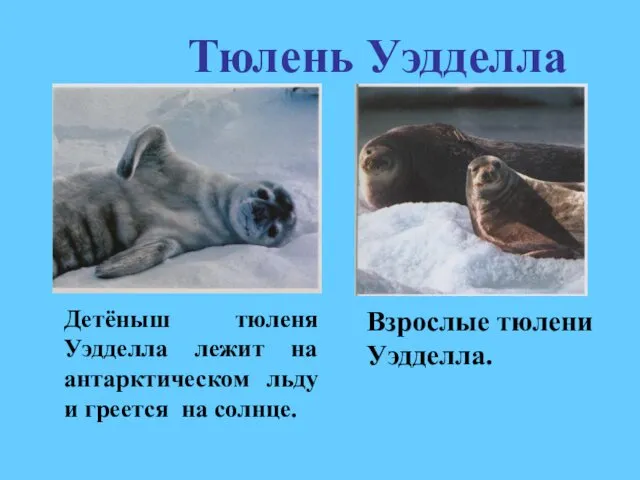 Тюлень Уэдделла Детёныш тюленя Уэдделла лежит на антарктическом льду и греется на солнце. Взрослые тюлени Уэдделла.