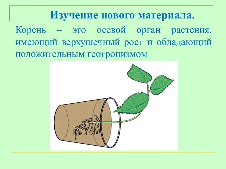 Изучение нового материала. Корень – это осевой орган растения, имеющий верхушечный рост и обладающий положительным геотропизмом