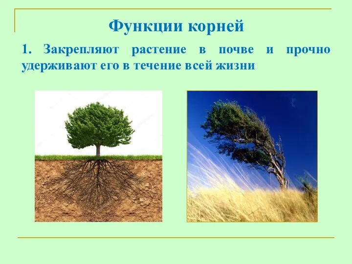 Функции корней 1. Закрепляют растение в почве и прочно удерживают его в течение всей жизни