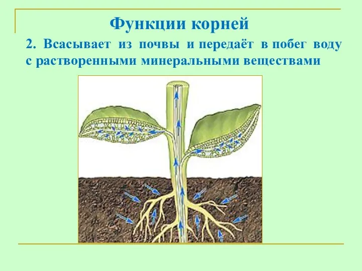Функции корней 2. Всасывает из почвы и передаёт в побег воду с растворенными минеральными веществами