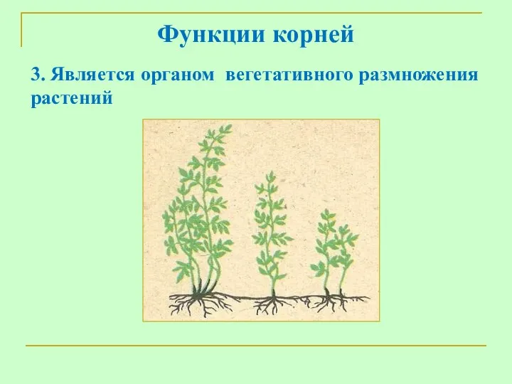 Функции корней 3. Является органом вегетативного размножения растений