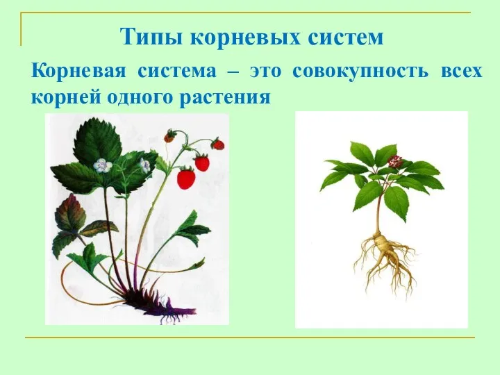 Типы корневых систем Корневая система – это совокупность всех корней одного растения