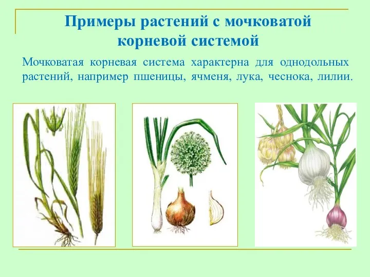 Мочковатая корневая система характерна для однодольных растений, например пшеницы, ячменя,