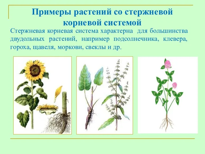 Стержневая корневая система характерна для большинства двудольных растений, например подсолнечника,