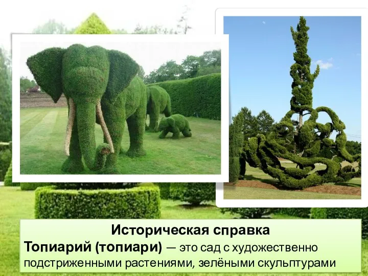 Историческая справка Топиарий (топиари) — это сад с художественно подстриженными растениями, зелёными скульптурами