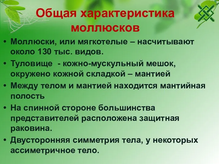 Общая характеристика моллюсков Моллюски, или мягкотелые – насчитывают около 130