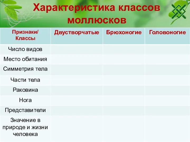 Характеристика классов моллюсков