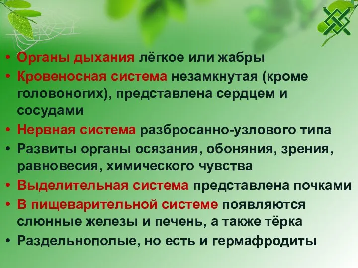 Органы дыхания лёгкое или жабры Кровеносная система незамкнутая (кроме головоногих),