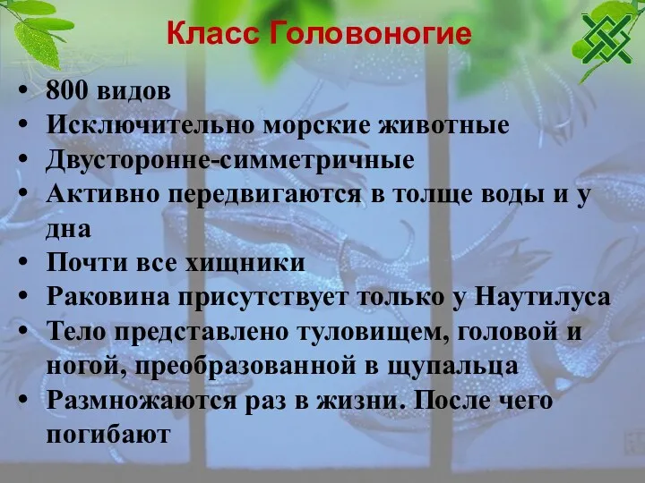 Класс Головоногие 800 видов Исключительно морские животные Двусторонне-симметричные Активно передвигаются