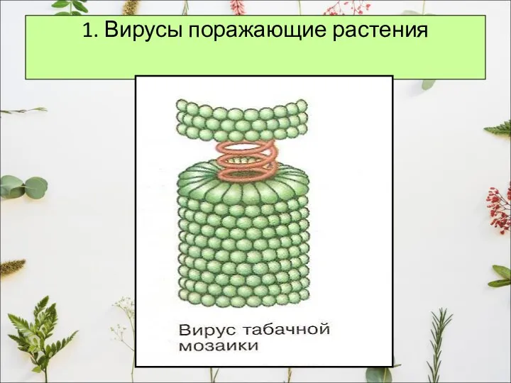 1. Вирусы поражающие растения