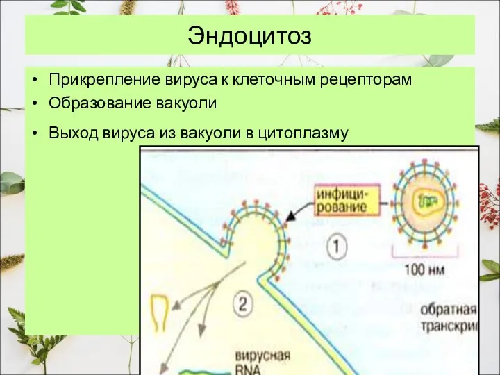 Эндоцитоз Прикрепление вируса к клеточным рецепторам Образование вакуоли Выход вируса из вакуоли в цитоплазму