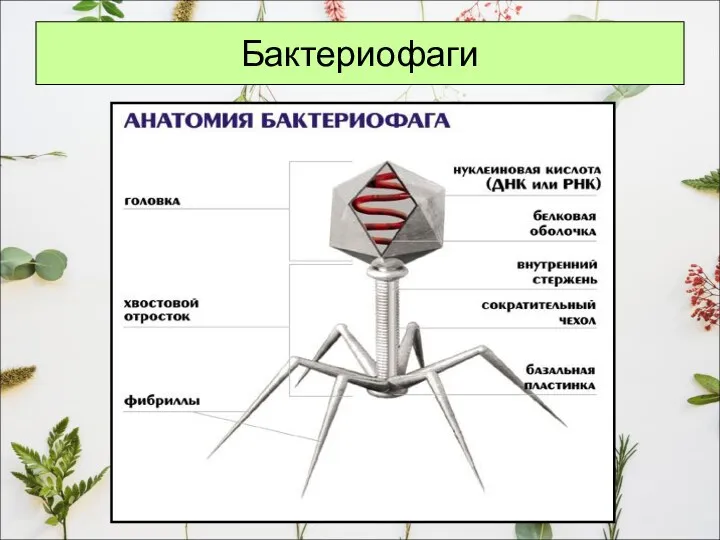 Бактериофаги