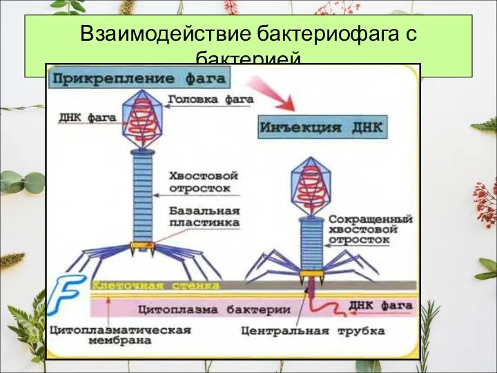 Взаимодействие бактериофага с бактерией