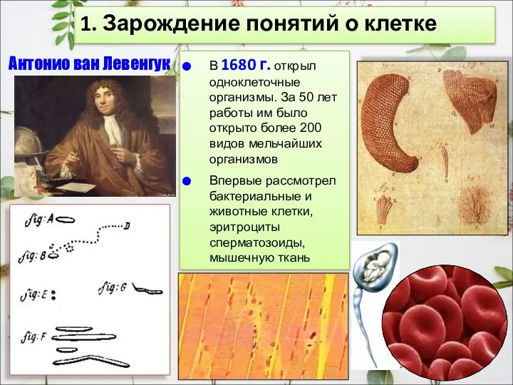 1. Зарождение понятий о клетке Антонио ван Левенгук В 1680