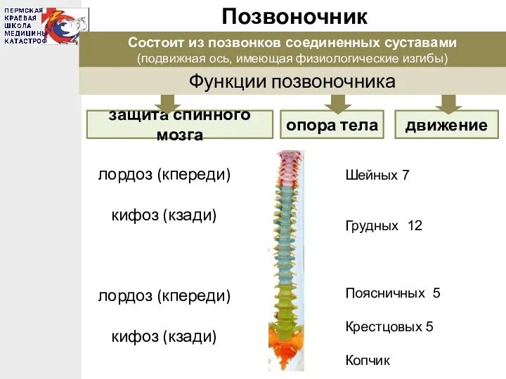 Позвоночник Шейных 7 Грудных 12 Поясничных 5 Крестцовых 5 Копчик