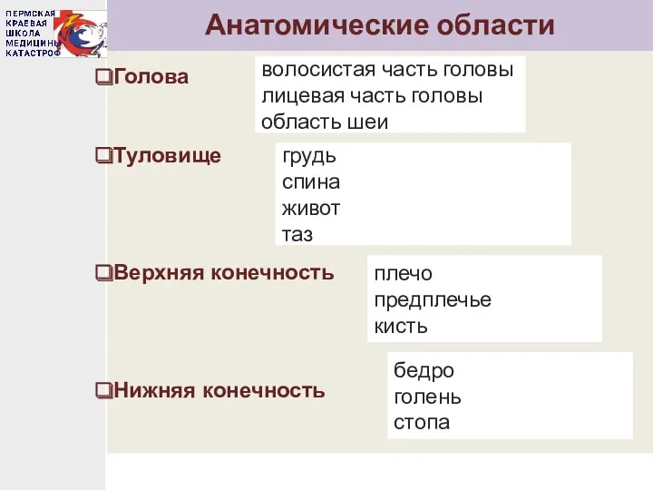 Анатомические области Голова Туловище Верхняя конечность Нижняя конечность грудь спина