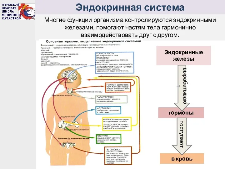 Эндокринная система Многие функции организма контролируются эндокринными железами, помогают частям