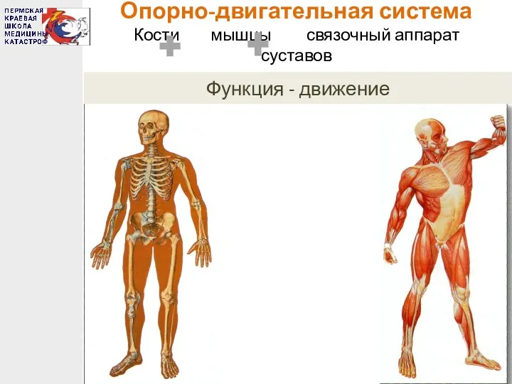 Опорно-двигательная система Кости мышцы связочный аппарат суставов Функция - движение