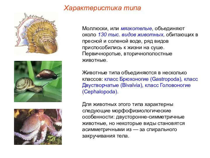 Характеристика типа Моллюски, или мягкотелые, объединяют около 130 тыс. видов