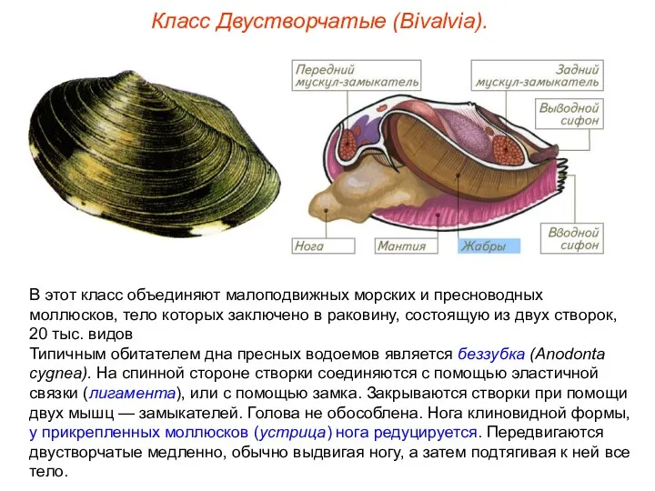 Класс Двустворчатые (Bivalvia). В этот класс объединяют малоподвижных морских и