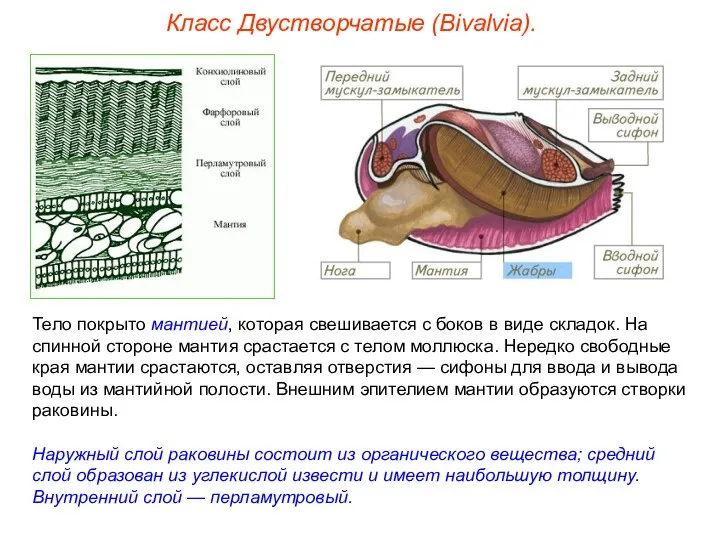 Класс Двустворчатые (Bivalvia). Тело покрыто мантией, которая свешивается с боков