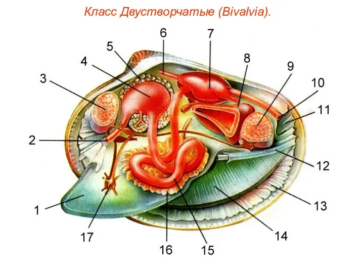 Класс Двустворчатые (Bivalvia).