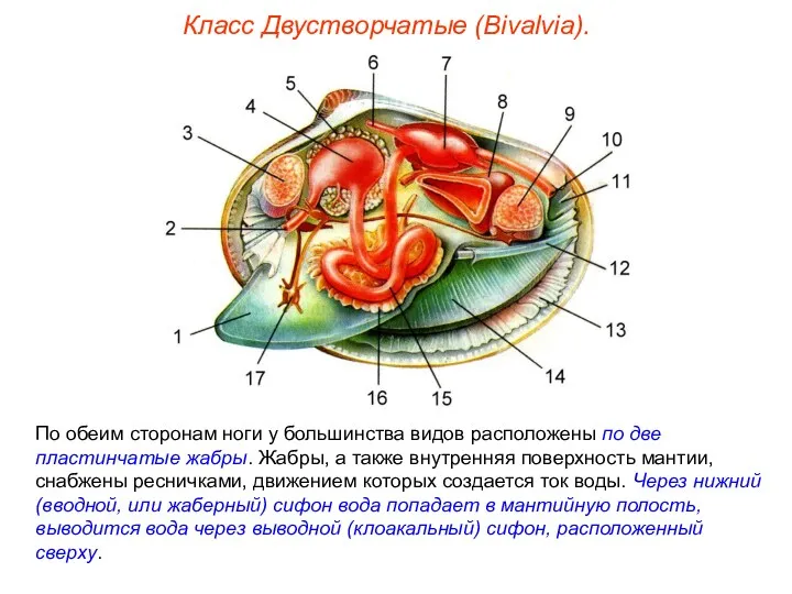 Класс Двустворчатые (Bivalvia). По обеим сторонам ноги у большинства видов